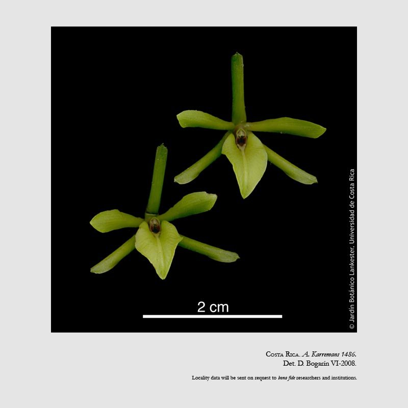 Epidendrum acunae
